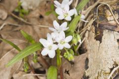 Virginia Springbeauty, Claytonia virginica
