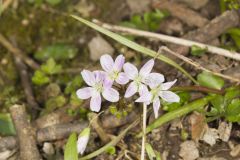 Virginia Springbeauty, Claytonia virginica