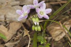 Virginia Springbeauty, Claytonia virginica