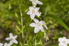 Virginia Springbeauty, Claytonia virginica