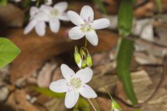 Virginia Springbeauty, Claytonia virginica