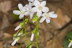 Virginia Springbeauty, Claytonia virginica