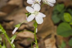 Virginia Springbeauty, Claytonia virginica
