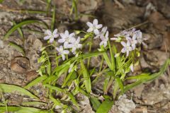 Virginia Springbeauty, Claytonia virginica