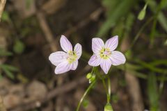 Virginia Springbeauty, Claytonia virginica