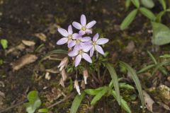 Virginia Springbeauty, Claytonia virginica