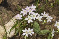 Virginia Springbeauty, Claytonia virginica