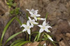 Virginia Springbeauty, Claytonia virginica Virginia Springbeauty, Claytonia virginica