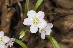 Virginia Springbeauty, Claytonia virginica