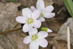 Virginia Springbeauty, Claytonia virginica Virginia Springbeauty, Claytonia virginica