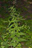 Virginia Stickseed, Hackelia virginiana