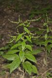 Virginia Stickseed, Hackelia virginiana