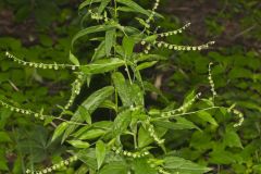 Virginia Stickseed, Hackelia virginiana Virginia Stickseed, Hackelia virginiana