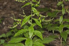 Virginia Stickseed, Hackelia virginiana
