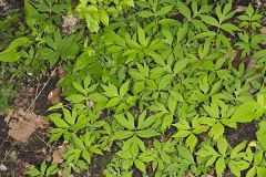 Virginia Waterleaf