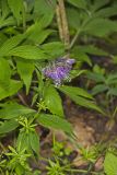 Virginia Waterleaf, Hydrophyllum virginianum