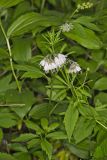 Virginia Waterleaf, Hydrophyllum virginianum