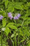 Virginia Waterleaf, Hydrophyllum virginianum