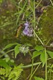 Virginia Waterleaf, Hydrophyllum virginianum