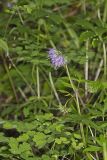 Virginia Waterleaf, Hydrophyllum virginianum
