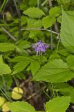Virginia Waterleaf, Hydrophyllum virginianum