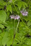 Virginia Waterleaf, Hydrophyllum virginianum
