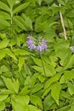 Virginia Waterleaf, Hydrophyllum virginianum