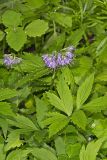 Virginia Waterleaf, Hydrophyllum virginianum