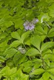 Virginia Waterleaf, Hydrophyllum virginianum