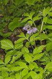 Virginia Waterleaf, Hydrophyllum virginianum