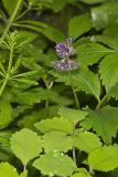 Virginia Waterleaf, Hydrophyllum virginianum