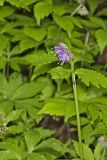 Virginia Waterleaf, Hydrophyllum virginianum
