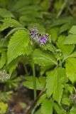 Virginia Waterleaf, Hydrophyllum virginianum