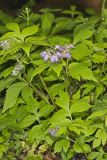 Virginia Waterleaf, Hydrophyllum virginianum