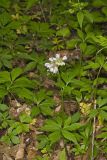Virginia Waterleaf, Hydrophyllum virginianum