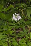 Virginia Waterleaf, Hydrophyllum virginianum