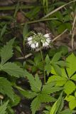 Virginia Waterleaf, Hydrophyllum virginianum