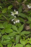 Virginia Waterleaf, Hydrophyllum virginianum