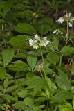 Virginia Waterleaf, Hydrophyllum virginianum