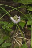 Virginia Waterleaf, Hydrophyllum virginianum