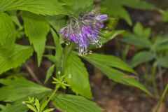 Virginia Waterleaf, Hydrophyllum virginianum