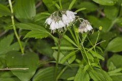 Virginia Waterleaf, Hydrophyllum virginianum