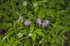 Virginia Waterleaf, Hydrophyllum virginianum Virginia Waterleaf, Hydrophyllum virginianum