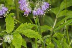 Virginia Waterleaf, Hydrophyllum virginianum Virginia Waterleaf, Hydrophyllum virginianum