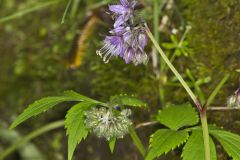 Virginia Waterleaf, Hydrophyllum virginianum Virginia Waterleaf, Hydrophyllum virginianum