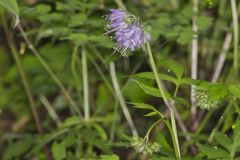 Virginia Waterleaf, Hydrophyllum virginianum Virginia Waterleaf, Hydrophyllum virginianum