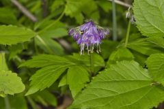 Virginia Waterleaf, Hydrophyllum virginianum Virginia Waterleaf, Hydrophyllum virginianum
