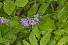 Virginia Waterleaf, Hydrophyllum virginianum Virginia Waterleaf, Hydrophyllum virginianum