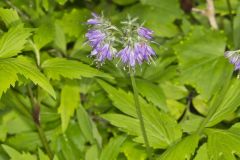 Virginia Waterleaf, Hydrophyllum virginianum Virginia Waterleaf, Hydrophyllum virginianum