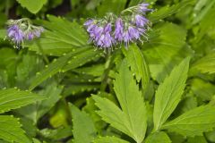 Virginia Waterleaf, Hydrophyllum virginianum Virginia Waterleaf, Hydrophyllum virginianum